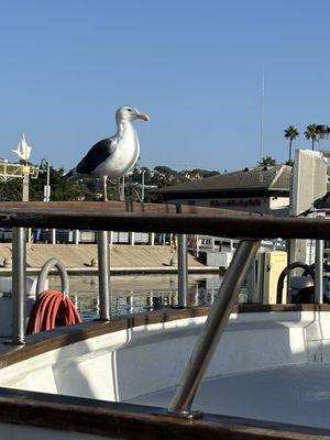 Point Loma Sportfishing