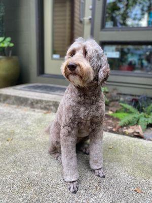 Grooming Arts does a great job.  She likes her paws trimmed so she doesn't track mud into the house.