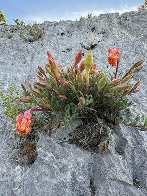 Evening primrose ( growing in the tiny whole on the rocks)