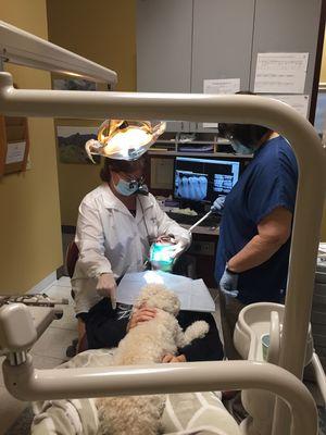 Patient with one of our therapy dogs, Bella.