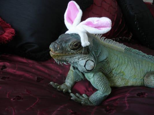 Jade showing off his Easter bonnet!