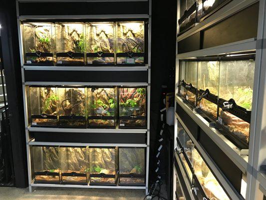 Original reptile room upgrades