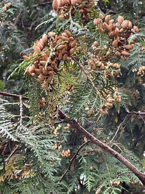 An interesting tree by the sidewalk where we parked, probably from the Juniper family