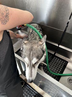 Pet washing station