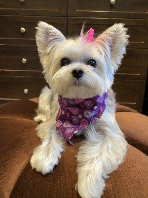 Sharee did an excellent job on my Chloe who is a Maltese Yorkie mix.   I will certainly be taking her back!