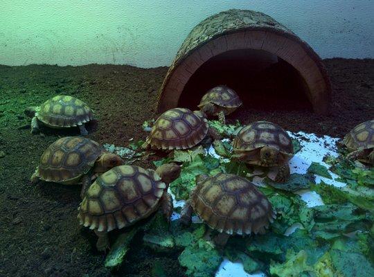 I can't believe my Sulcata was ever that small!!!