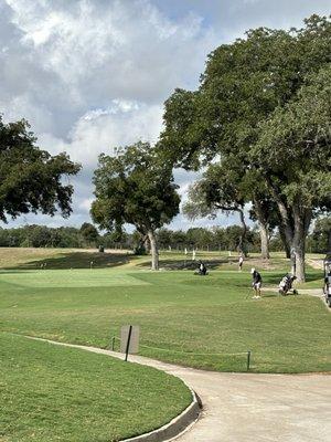 Chipping area, with golfer for scale. Right, the 60 foot tree typically lining the fairway.