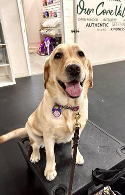 My other dog in Level 2 obedience class in the Miami facility.