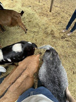 Goat butts!