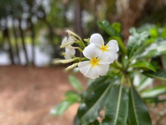 Deerfield Beach Arboretum