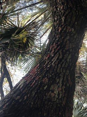 Red lichen on a tree.