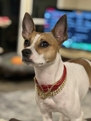 Dallas Rat Terrier