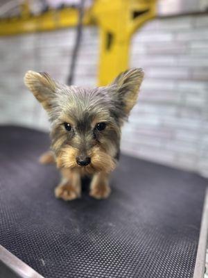 Pet Show Grooming Mobile