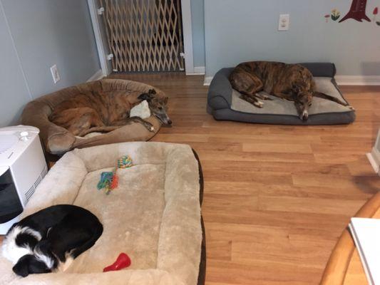 Greyhound girls resting in Jessica's home and beds.