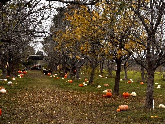 Take a stroll down our jujube trees