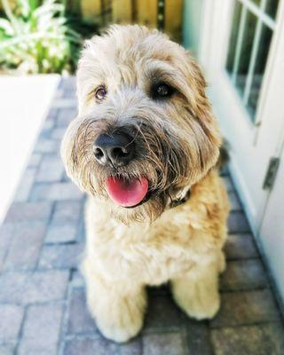 Oliver enjoying the outside patio. We love when regulars come to visit!