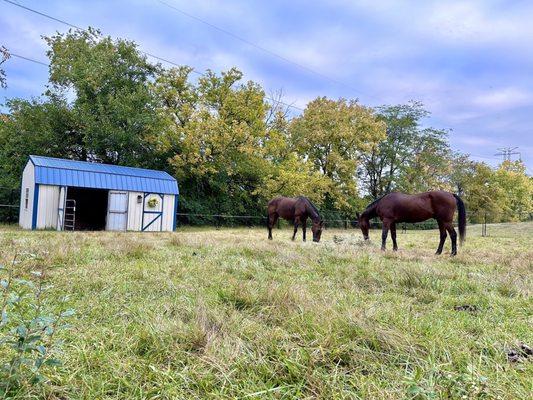 Horse pasture fenced in with 6' black vinyl-wrapped chain link and electric tape for high-vis