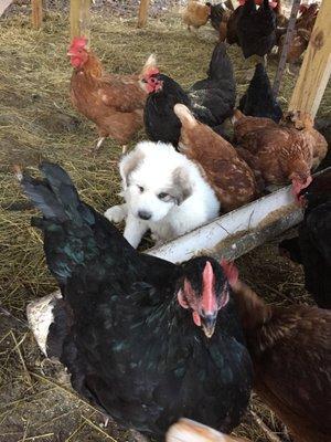 Puppy in the chicken coop.