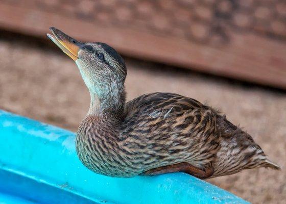 Orphaned juvenile Mallard