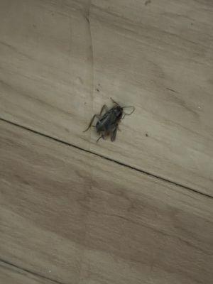 A dead cockroach I killed in the room