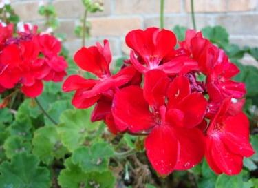 geraniums