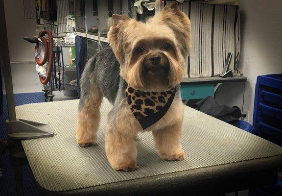 Yorki Teddy Bear Cut Dog Groomer