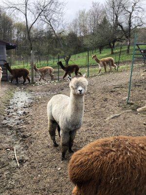 Mager Mountain Alpacas