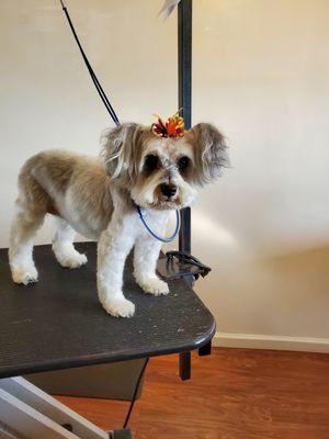 Pampered Pooch Dog Grooming Spa & Salon