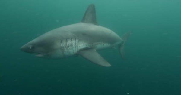 Salmon Shark in Prince William Sound