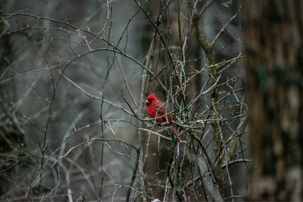 Cardinal in the tress of Cuivre River State Park