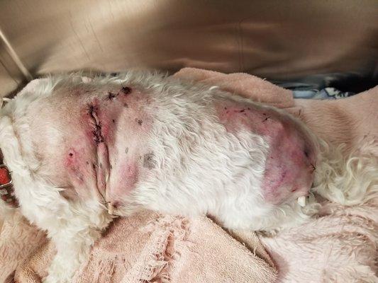 Family dog brutally attacked at Greenbrook location