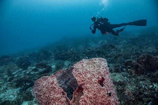 Goliath Grouper Dive