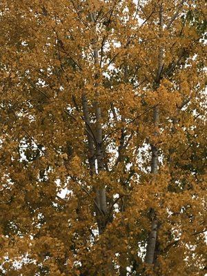 The trees in their lot are absolutely beautiful!