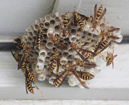 Wasp Nest Extermination & Removal