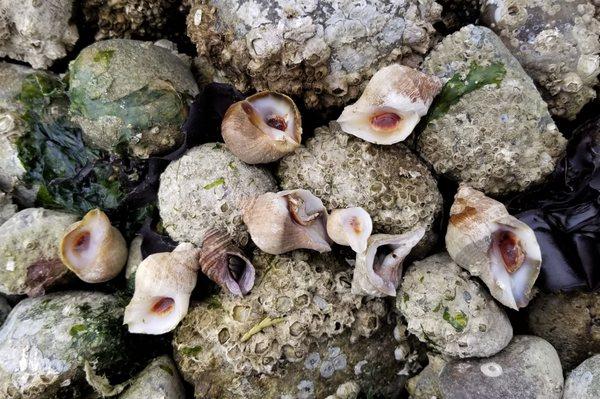 Live shellfish found near the water on a very low tide day