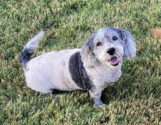 Rosie always loves her haircuts