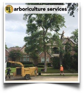 Elm tree lost its canopy after a storm