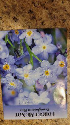 Forget me not seeds from Washington