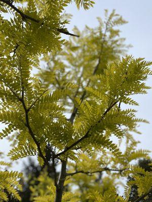 Sunburst Honeylocust