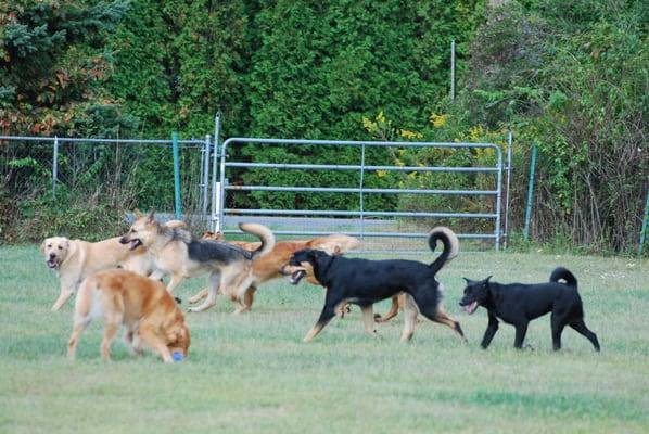 Summertime doggie daycare. Area experts on day care services!