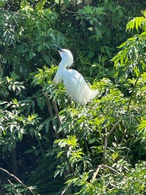 A beautiful egret