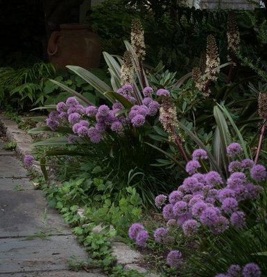 Alliums and Pineapple lilies