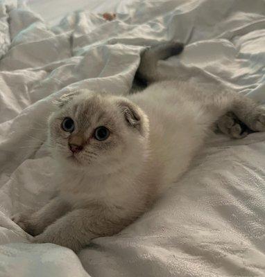 Scottish Fold kitten Zeke