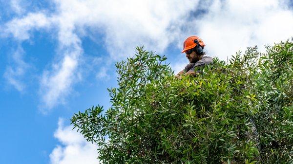 Full tree trimming services