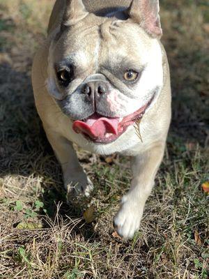 Molly enjoys the beautiful day in the dog park.