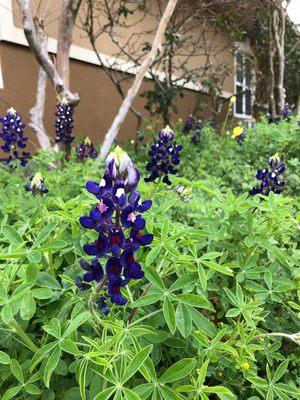 Texas bluebonnets!