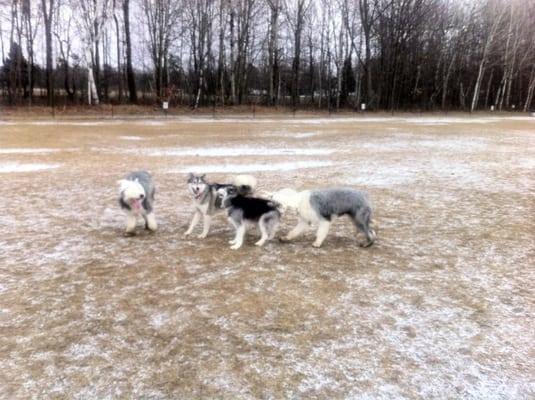 Big open space = happy dogs!