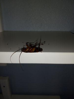 Dead American Cockroach