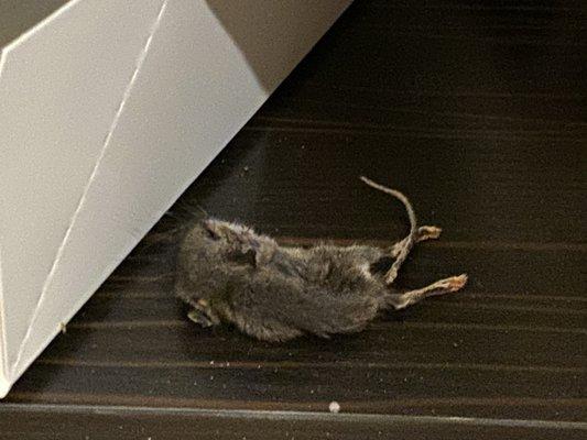 Dead mouse under the sink