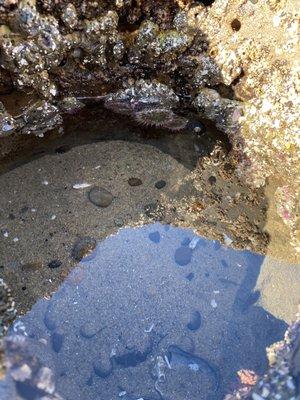 Anemones in tidepool